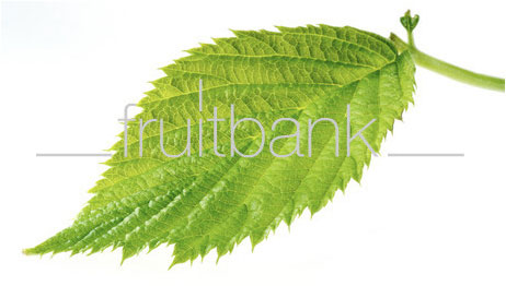 Fruitbank Foto: Himbeerblatt UK018007