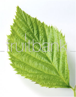 Fruitbank Foto: Himbeerblatt UK018008