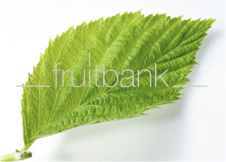 Fruitbank Foto: Himbeerblatt UK018009