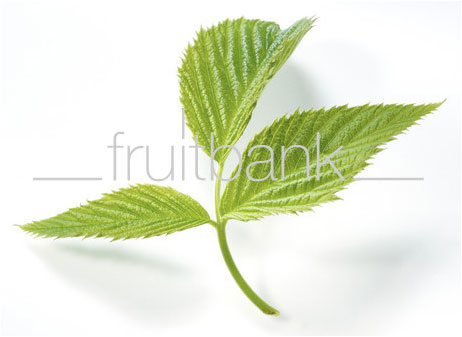 Fruitbank Foto: Himbeerblätter UK018010