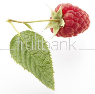 Fruitbank Foto: Himbeere mit Blatt UK018028