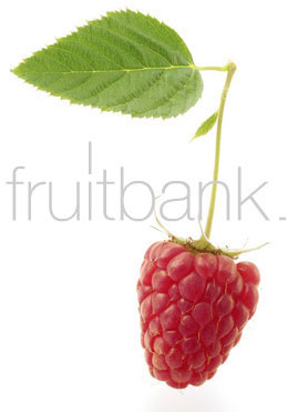 Fruitbank Foto: Himbeere mit Blatt UK018029