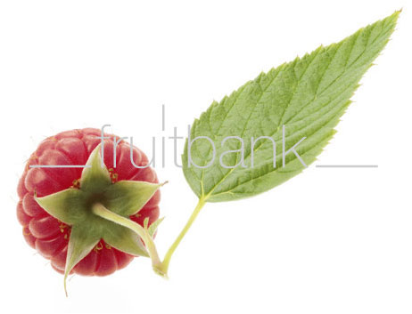 Fruitbank Foto: Himbeere mit Blatt UK018032