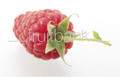Fruitbank Foto: Himbeere mit Stiel UK018035
