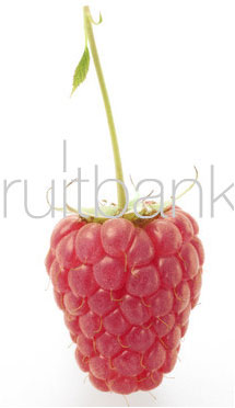 Fruitbank Foto: Himbeere mit Stiel und Blatt UK018036