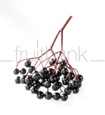 Fruitbank Foto: Holunderbeeren UK017002