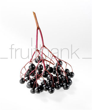 Fruitbank Foto: Holunderbeeren UK017003