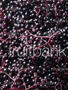 Fruitbank Foto: Holunderbeeren Teppich UK017018