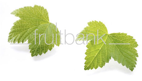 Fruitbank Foto: Johannisbeerblätter UK021005
