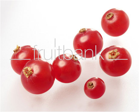 Fruitbank Foto: Rote Johannisbeeren UK021016