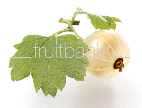 Fruitbank Foto: Weisse Johannisbeere mit Blatt UK021026