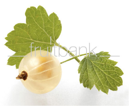 Fruitbank Foto: Weisse Johannisbeere mit Blatt UK021027