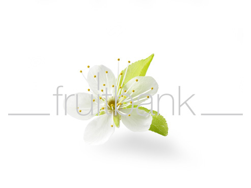 Fruitbank Foto: Pflaumenblüte mit Blättern HK032066