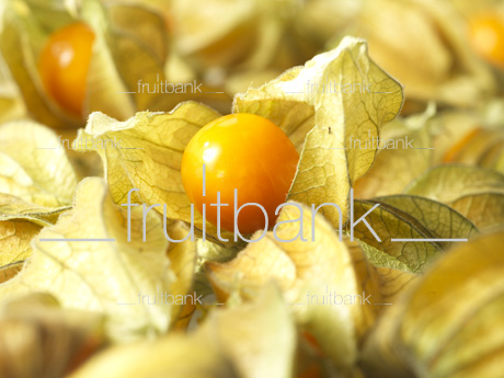 Fruitbank Foto: Physalis UK039001