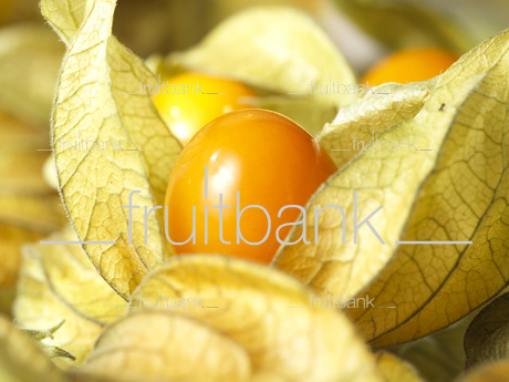 Fruitbank Foto: Physalis UK039003