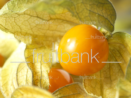 Fruitbank Foto: Physalis UK039004