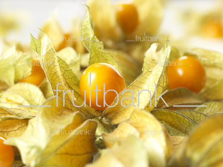 Fruitbank Foto: Physalis UK039005