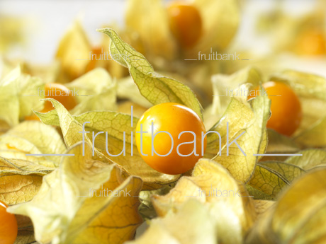 Fruitbank Foto: Physalis UK039006