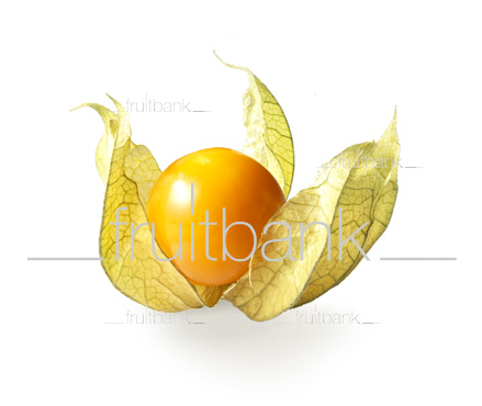 Fruitbank Foto: Physalis UK039011