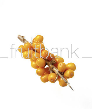 Fruitbank Foto: Sanddorn Beeren am Zweig UK041002