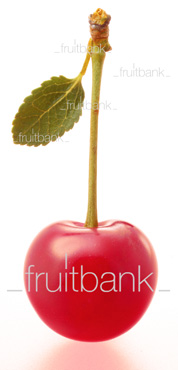 Fruitbank Foto: Sauerkirsche mit Stiel und Blatt UK033007