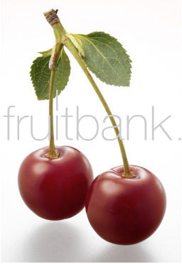 Fruitbank Foto: Sauerkirschen-Paar mit Stiel und Blatt UK033013