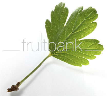 Fruitbank Foto: Stachelbeer Blatt UK034003