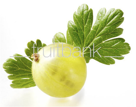 Fruitbank Foto: Grüne Stachelbeere mit Blatt UK034012