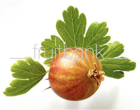 Fruitbank Foto: Rote Stachelbeere mit Blatt UK034013