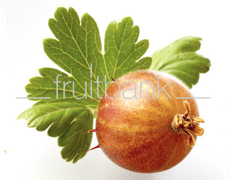 Fruitbank Foto: Rote Stachelbeere mit Blatt UK034014
