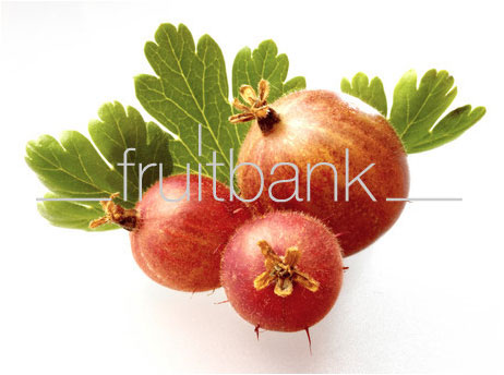 Fruitbank Foto: Rote Stachelbeeren mit Blatt UK034016