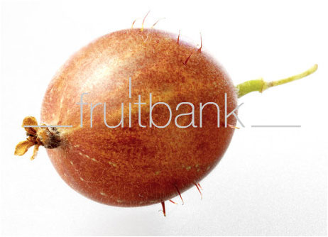 Fruitbank Foto: Rote Stachelbeere UK034018