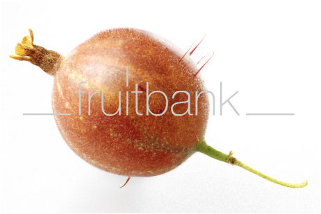 Fruitbank Foto: Rote Stachelbeere UK034019