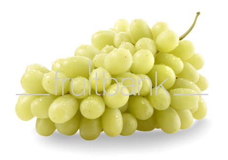 Fruitbank Foto: Grüne Weintrauben mit Wassertropfen HK046003