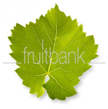 Fruitbank Foto: Weinblatt