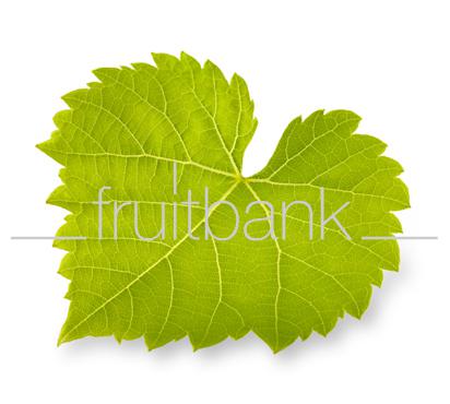 Fruitbank Foto: Weinblatt