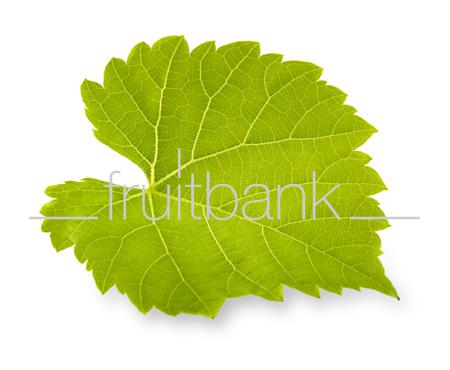 Fruitbank Foto: Weinblatt