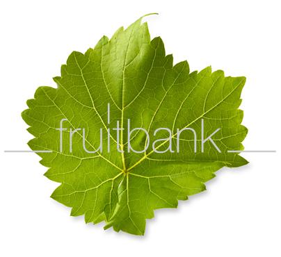 Fruitbank Foto: Weinblatt